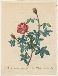 मॉस रोज, 1817-1824। द्वारा पियरे जोसेफ रेडाउट