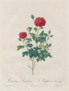 पोम्पोन रोज़, 1817-1824। द्वारा पियरे जोसेफ रेडाउट
