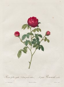 प्रोवेंस या फ्रेंच रोज़, 1817-1824। द्वारा पियरे जोसेफ रेडाउट