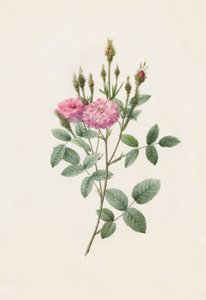 रोजा पोम्पोनियाना मुस्कोसा, 1817-1824। द्वारा पियरे जोसेफ रेडाउट