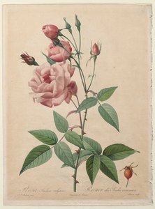 द रोज़ेस: चीन या बंगाल रोज, 1817-1824। द्वारा पियरे जोसेफ रेडाउट