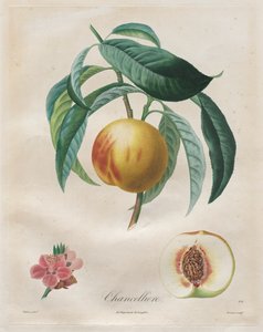 फलों के पेड़ों पर ग्रंथ: चांसलियार, 1808-1835।