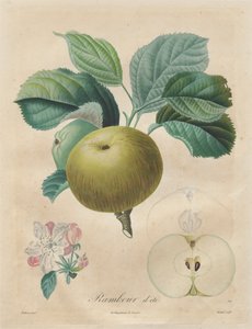 फलों के पेड़ों पर ग्रंथ: ग्रीष्म ऋतु, 1808-1835।