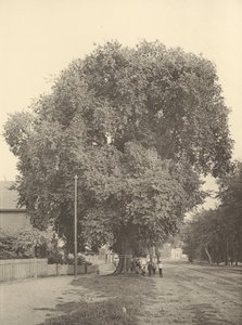 द व्हिटमोर एल्म, आर्लिंगटन