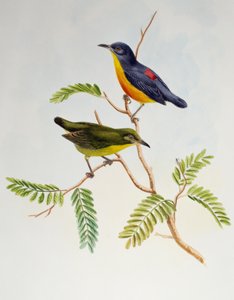 ऑरेंज-बेलिड फ्लावरपेकर (डाइकेम ट्रिगोनोस्टिग्मा), बर्ड्स ऑफ एशिया से द्वारा हेनरी कॉन्सटेंटाइन रिक्टर