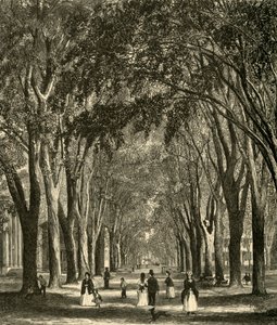 द न्यू-हेवन एल्म्स, 1874। द्वारा हेनरी डफ लिंटन
