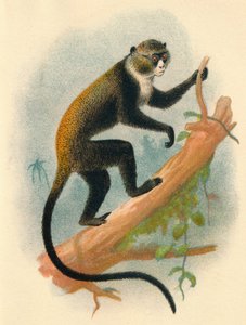 बुउटरलिनिस गर्नोन, 1897 द्वारा हेनरी ऑग फोर्ब्स