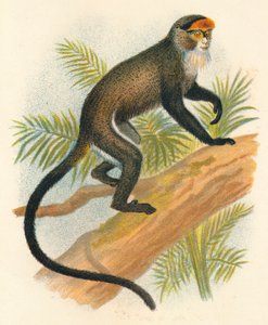 ब्रेज़्ज़स गुयोन की, 1897