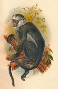होंगुर, 1897