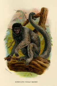 हंबोल्ट्स वूली मंकी, 1896