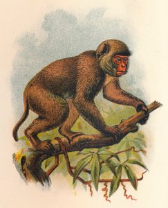सेंट जॉन्स मैकाक, 1897