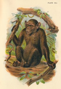 बाल्ड चिंपांज़ी, 1897