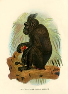सेलेबियन ब्लैक बैबून, 1896