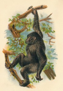 गोरिल्ला, 1897