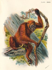 ओरंग-यूटन, 1897