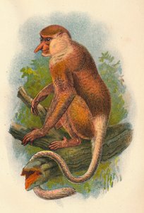 द प्रोबोसिस मंकी, 1897