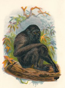 सियामंग गिबन, 1897