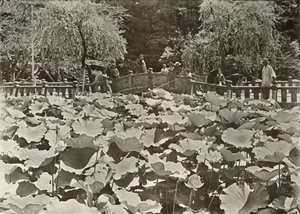 ए लोटस पॉन्ड, 1910। द्वारा हर्बर्ट पोंटिंग
