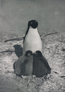 ए प्राउड मदर, c1911, 1913 द्वारा हर्बर्ट पोंटिंग