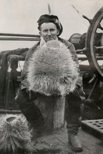 डीजी लिली, कुछ सिलीसियस स्पंज के साथ, c1911, 1913 द्वारा हर्बर्ट पोंटिंग