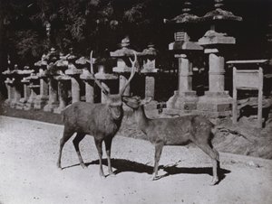 हिरण, नारा में एक अध्ययन (बी/डब्ल्यू फोटो) द्वारा हर्बर्ट पोंटिंग