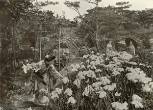 एक आइरिस गार्डन में, 1910। द्वारा हर्बर्ट पोंटिंग