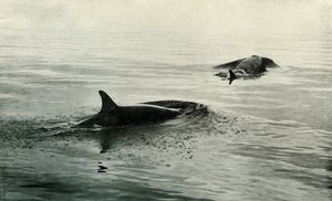 किलर व्हेल्स राइजिंग टू ब्लो, c19101913, 1913 द्वारा हर्बर्ट पोंटिंग