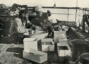 लिली और डॉ। लेविक सॉर्टिंग ए ट्रॉल कैच, c19101913, 1913 द्वारा हर्बर्ट पोंटिंग