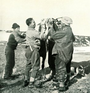 पोनी टिक्की व्हिस्की, 8 फरवरी, 1911, 1913 द्वारा हर्बर्ट पोंटिंग