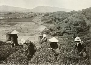 मैदानों पर चाय और चावल, 1910 पर। द्वारा हर्बर्ट पोंटिंग