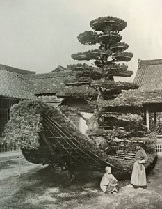 किंककुजी में पाइन-ट्री जंक, 1910। द्वारा हर्बर्ट पोंटिंग