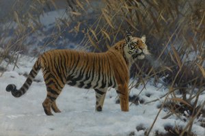 "" अन टाइग्रे डान्स ला नेगे "" (बर्फ में एक बाघ) ह्यूगो अनगेविटर द्वारा पेंटिंग (1869-1944) 1912 निजी संग्रह द्वारा ह्यूगो तूफान