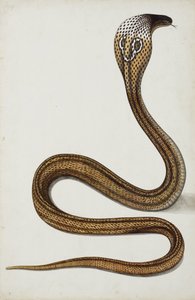 हुड स्प्रेड के साथ एक कोबरा (माजा ट्रिपूडियंस), 1785-89 (कागज पर अपारदर्शी wc) द्वारा इंडियन स्कूल