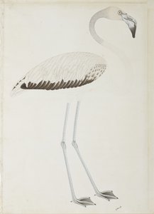एक राजहंस, c.1780 (कागज पर अपारदर्शी wc) द्वारा इंडियन स्कूल