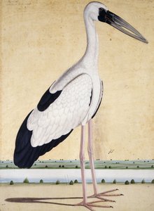 एक ओपन-बेक्ड स्टॉर्क, सी। 1780 द्वारा इंडियन स्कूल