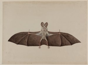 एशियन लेसर फाल्स वैम्पायर बैट, c.1790 द्वारा इंडियन स्कूल