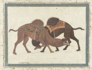 ऊंटों से लड़ना, c.1680-1700 द्वारा इंडियन स्कूल