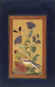 फ़िंच, पोपीज़, ड्रैगनफ्लाई, और बीई, 1650-70 (कागज पर अपारदर्शी wc और सोना) द्वारा इंडियन स्कूल