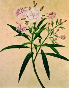 ओलियंडर, c.1840 (गौचे) द्वारा इंडियन स्कूल