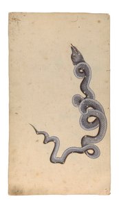 ड्रैगन का नक्षत्र: अल-टिनिन, 1740 (कागज पर अपारदर्शी wc, स्याही और सोना) द्वारा इंडियन स्कूल