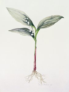 लिली ऑफ द वैली, 1995 (wc) द्वारा Iona Hordern