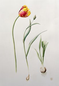 तोता ट्यूलिप, 1995 (wc) द्वारा Iona Hordern