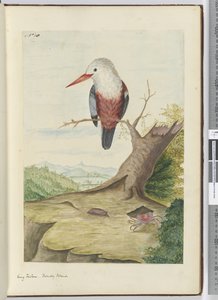 F.10 किंग फिशर। मैत्रीपूर्ण द्वीप, 1772-75 (wc) द्वारा इसहाक स्मिथ