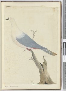 F.11 कबूतर। न्यू कैलेडोनिया, 1772-75 (wc) द्वारा इसहाक स्मिथ