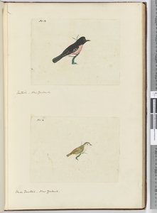 F.13 फैंटेल। न्यूजीलैंड F.14 छोटी कल्पना। न्यूजीलैंड, 1772-75 (wc) द्वारा इसहाक स्मिथ