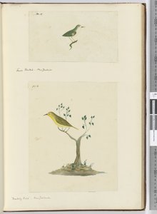 F.15 छोटी कल्पना। न्यूजीलैंड F.16 मॉकिंग बर्ड। न्यूजीलैंड, 1772-75 (wc) द्वारा इसहाक स्मिथ