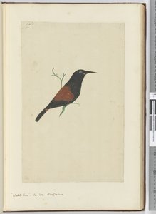 F.18 मवेशी पक्षी। कोयल। न्यूजीलैंड, 1772-75 (wc) द्वारा इसहाक स्मिथ