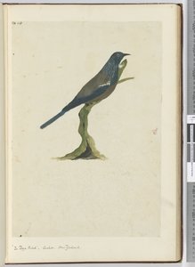 F.20 पोया पक्षी, कोयल। न्यूजीलैंड, 1772-75 (wc) द्वारा इसहाक स्मिथ