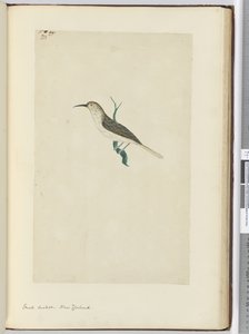 F.23 छोटा कोयल। न्यूजीलैंड, 1772-75 (wc) द्वारा इसहाक स्मिथ
