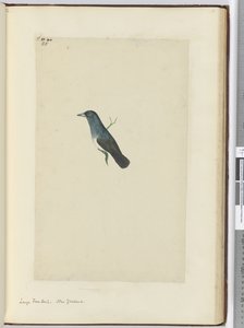 F.25 बड़ी कल्पना। न्यूजीलैंड, 1772-75 (wc) द्वारा इसहाक स्मिथ